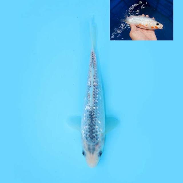 ASAGI GINRIN 21 CM MALE