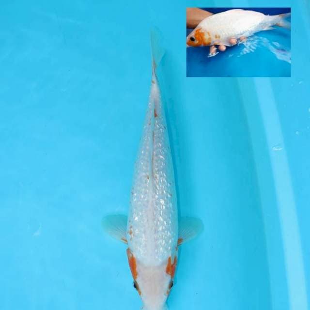 ASAGI GINRIN 30 CM FEMALE