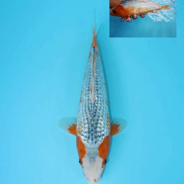 ASAGI GINRIN 30 CM FEMALE