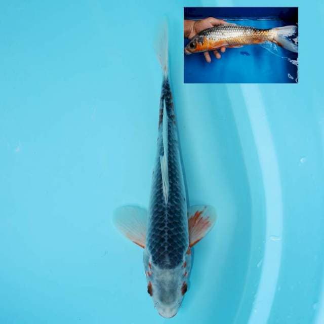 ASAGI 33 CM FEMALE
