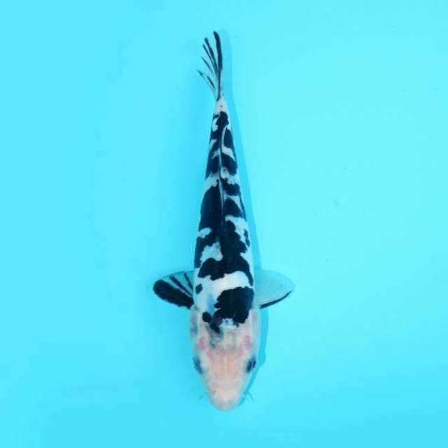 SHIRO DOITSU SQ 20 CM FEMALE