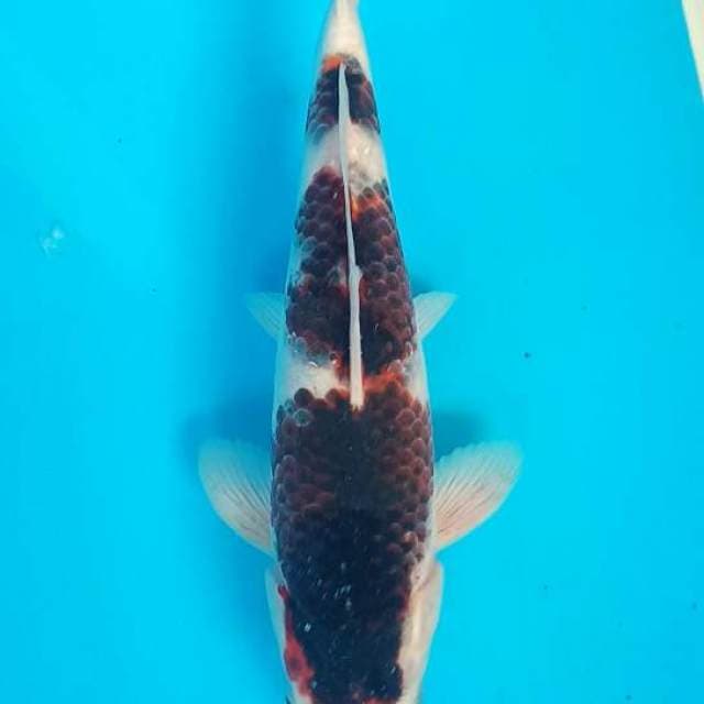 MALE BUDO GOROMO 31 Cm... OB:O (NOL) 
