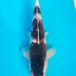 MALE BUDO GOROMO 31 Cm... OB:O (NOL) 
