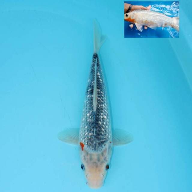 ASAGI GINRIN 30 CM FEMALE