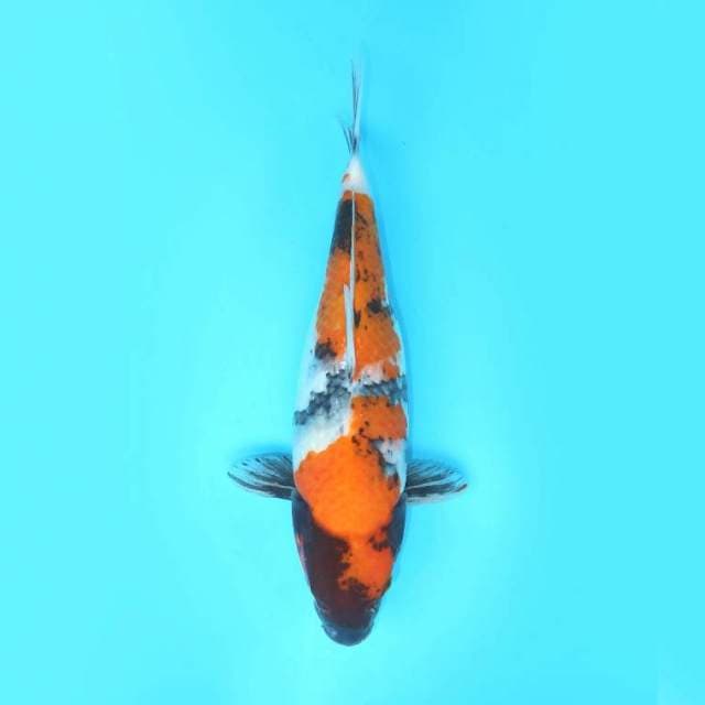 SHOWA SANSHOKU 37 CM FEMALE