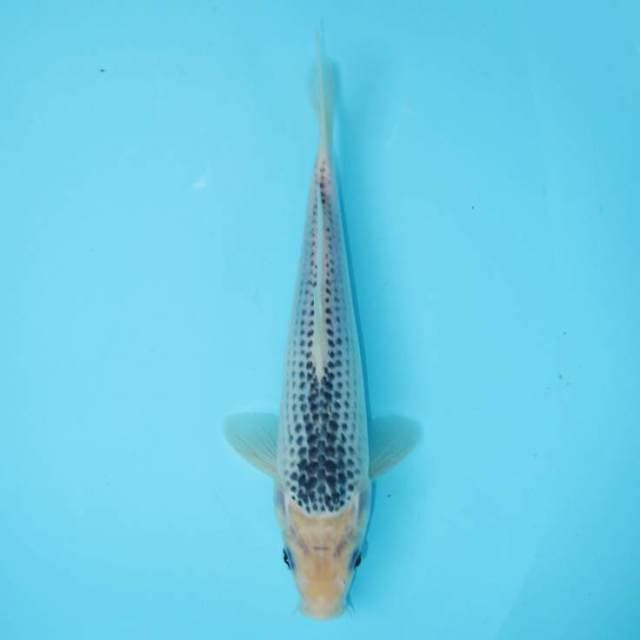 ASAGI 26 CM MALE
