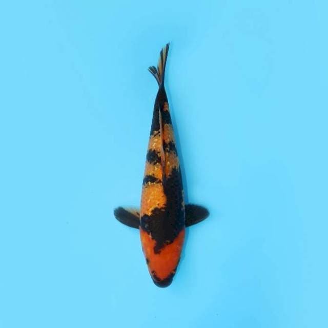 UTSURI GINRIN 28 CM FEMALE