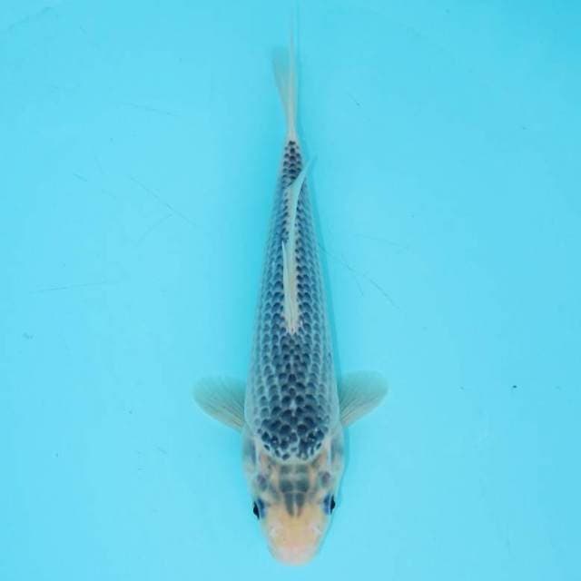 ASAGI 26 CM MALE