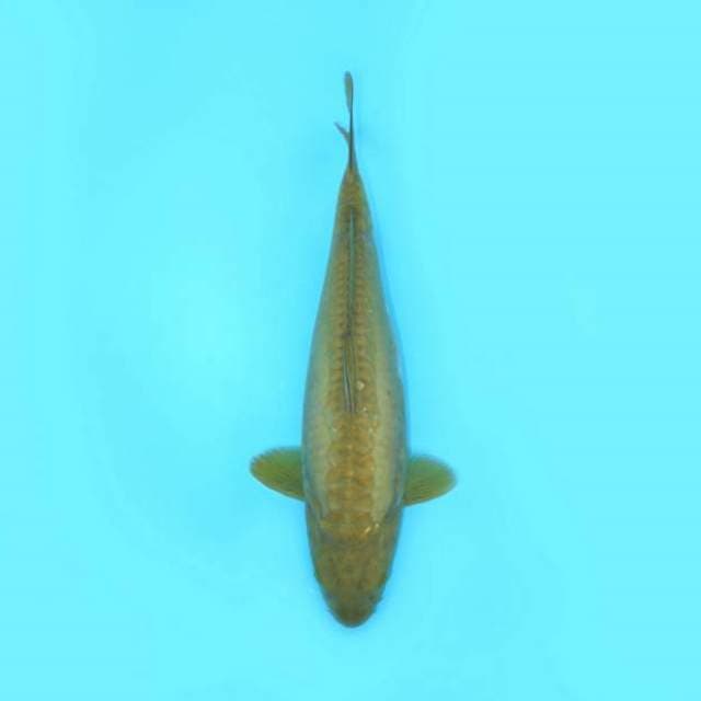 KAWARIMONO SISIK NAGA 40 CM FEMALE