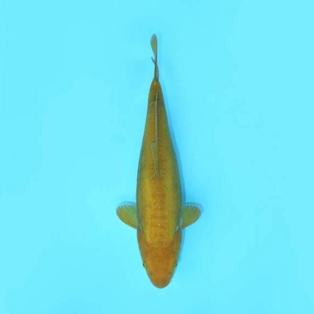 KARASHI DOITSU 30 CM FEMALE