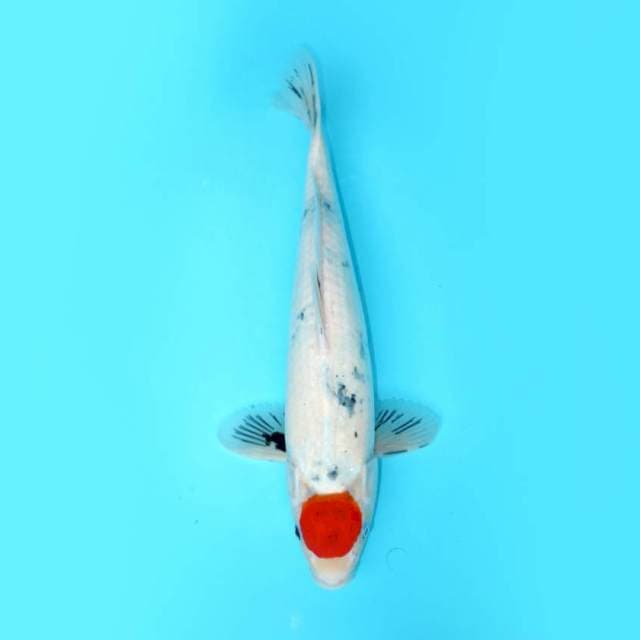 TANCHO SHOWA TATEGOI 46 CM 