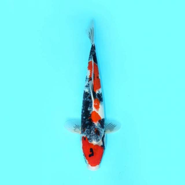 SHOWA SANSHOKU 47 CM