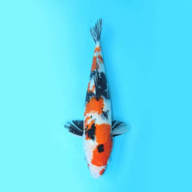 KINDAI SHOWA JUMBO 45 CM FEMALE