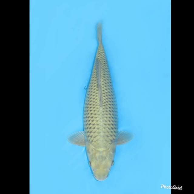 50cm fml , Jumbo Penjinak - Tidak Bocor 
