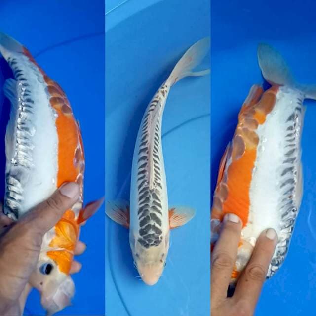 SUSUI JANTAN 33 CM