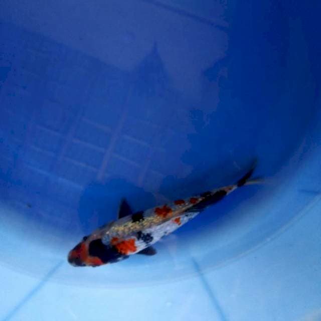 Showa ginrin 16cm 