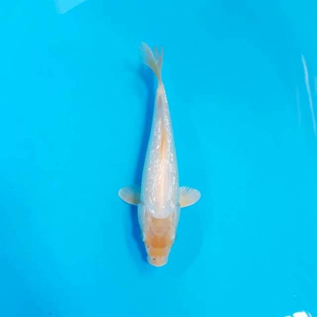 hikari gindrine 24cm