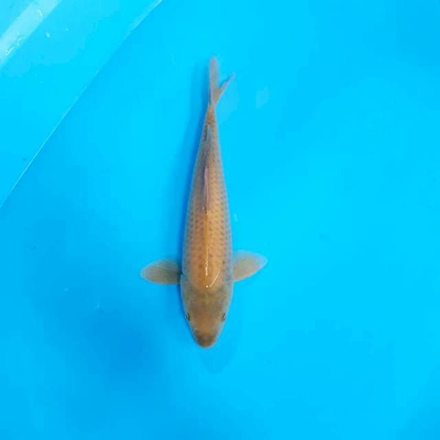 midori 32cm