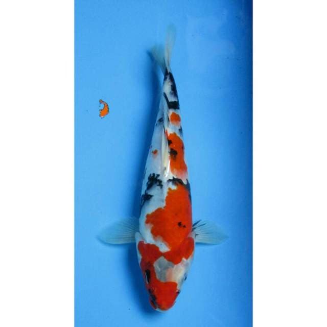 SANKE 28CM