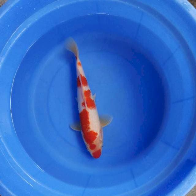 Kohaku 30cm