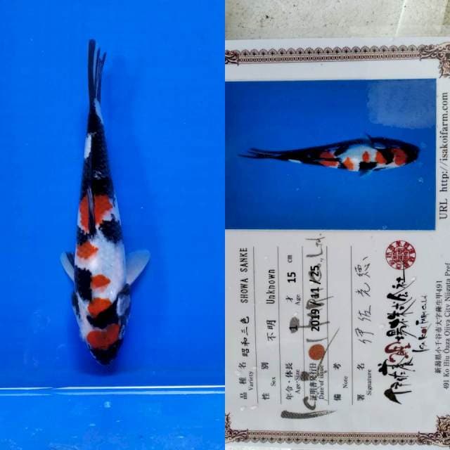 Showa Isa import
