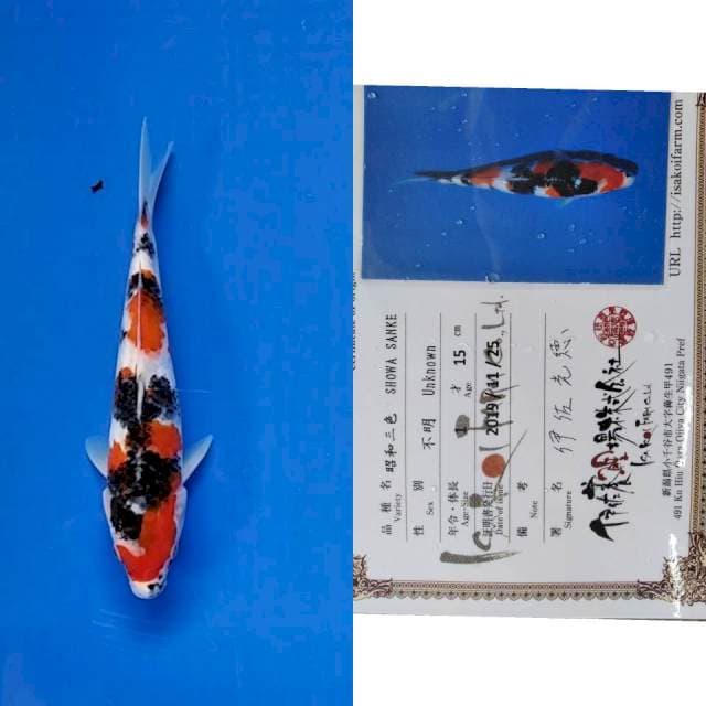 Showa Isa import