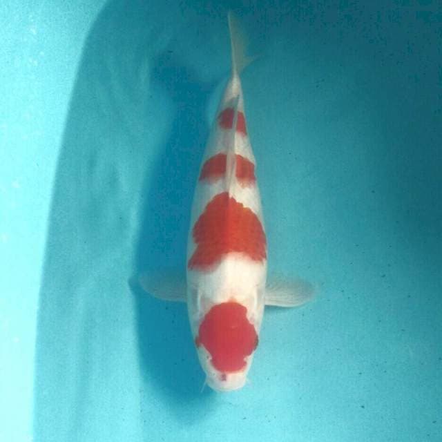 Kohaku, 38 cm