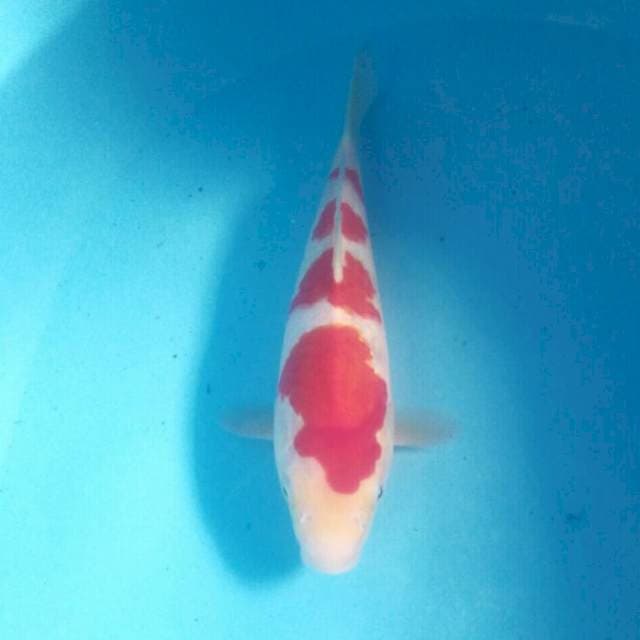 Kohaku, 28 cm