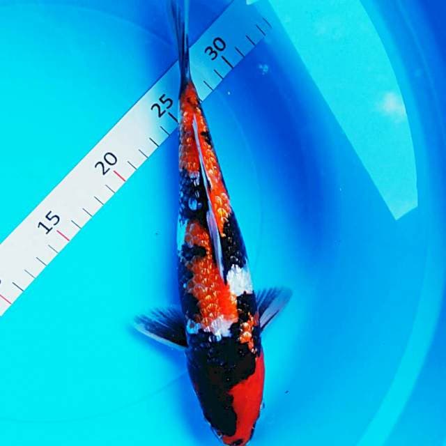 Showa ginrin 26cm male