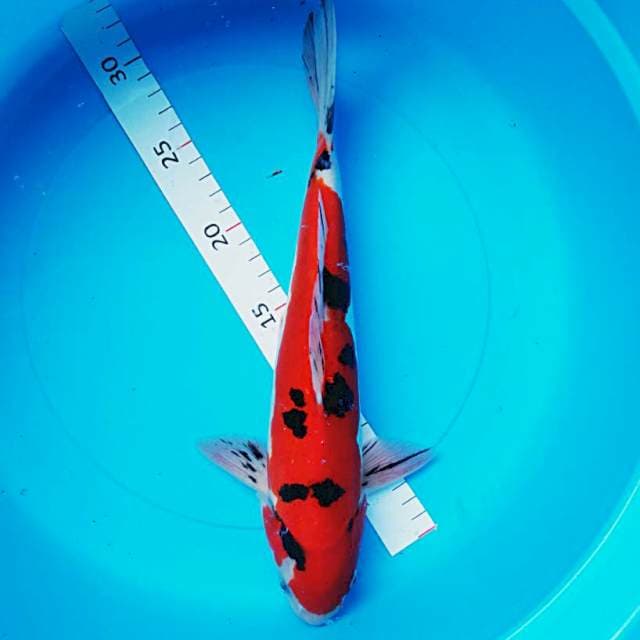 Doitsu reddish 33cm male