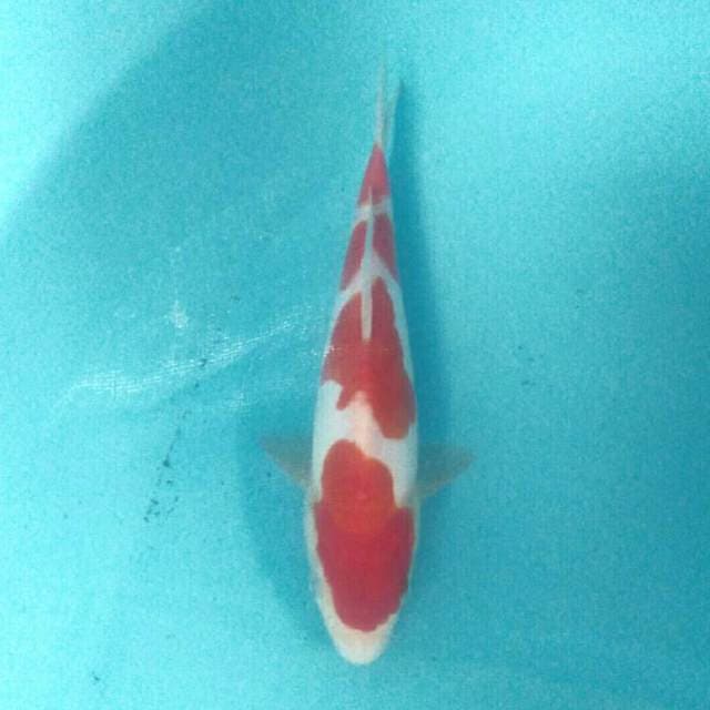 Baby Kohaku Doitsu, 22 cm