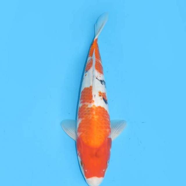 Showa Tategoi - 33cm