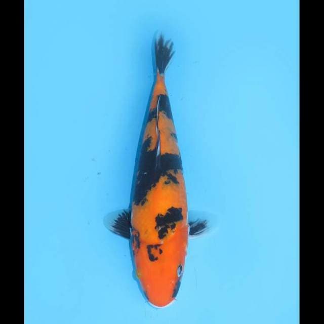 Hi Showa - 29cm 