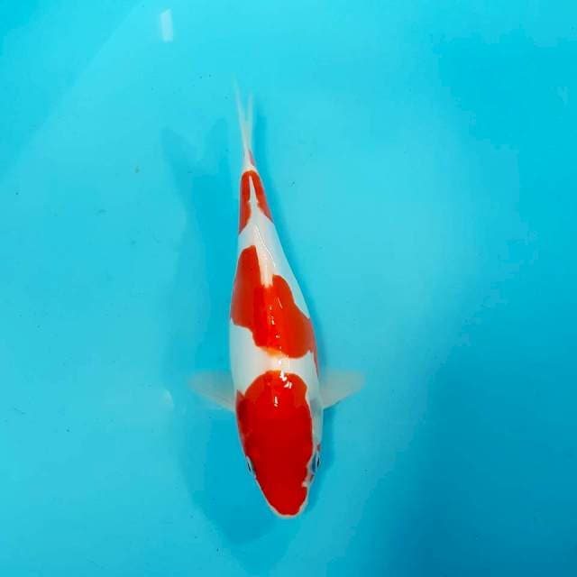 Kohaku doit 25 cm 