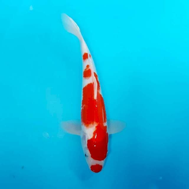 Kohaku 30 cm 