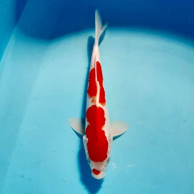 Kohaku 28 cm