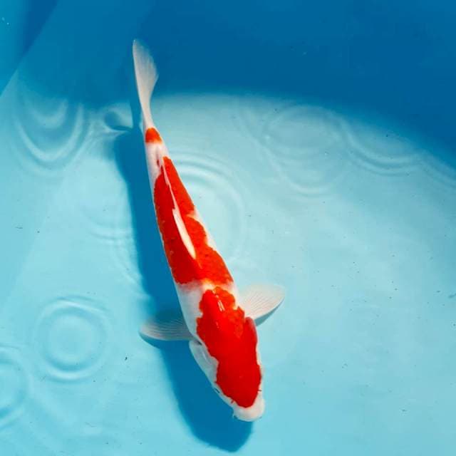 Kohaku 30 cm 