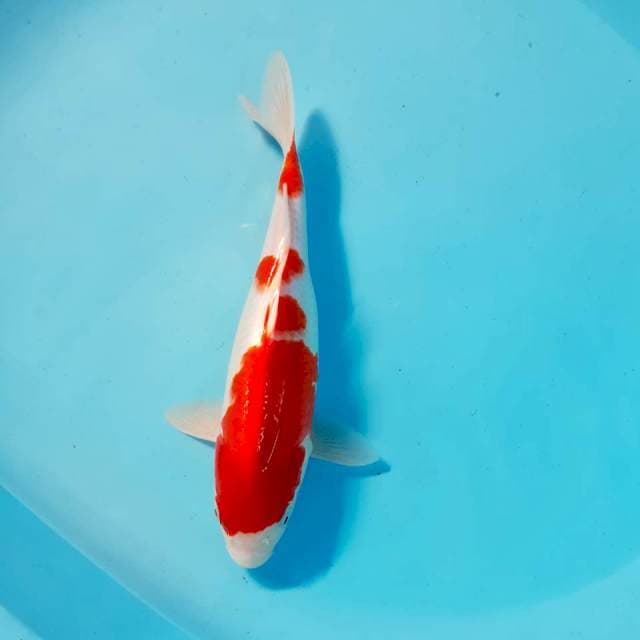 Kohaku 28 cm