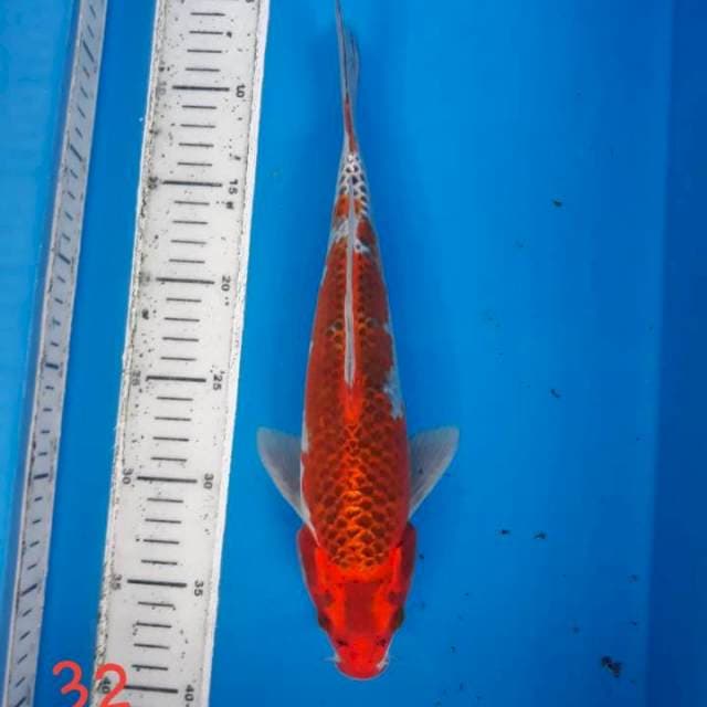 Kujaku merah strong 32cm