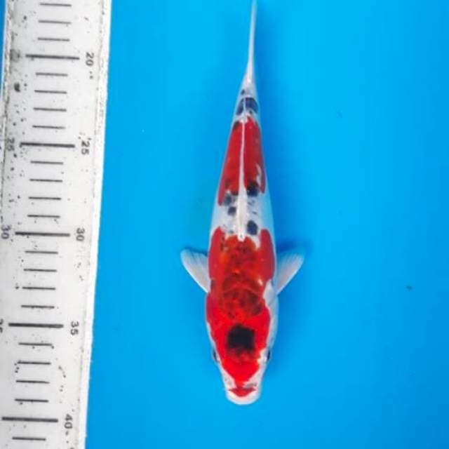 Kujaku doit 25cm