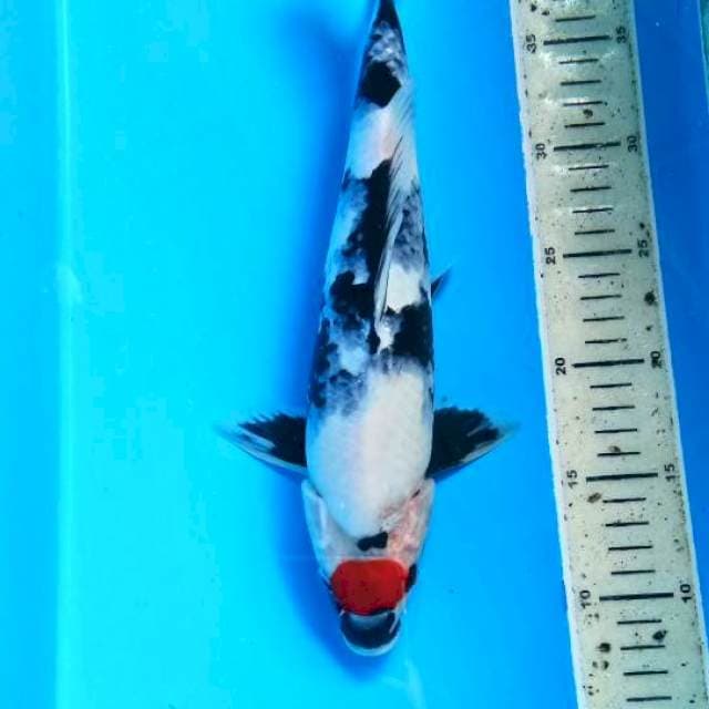 Tanco showa30cm