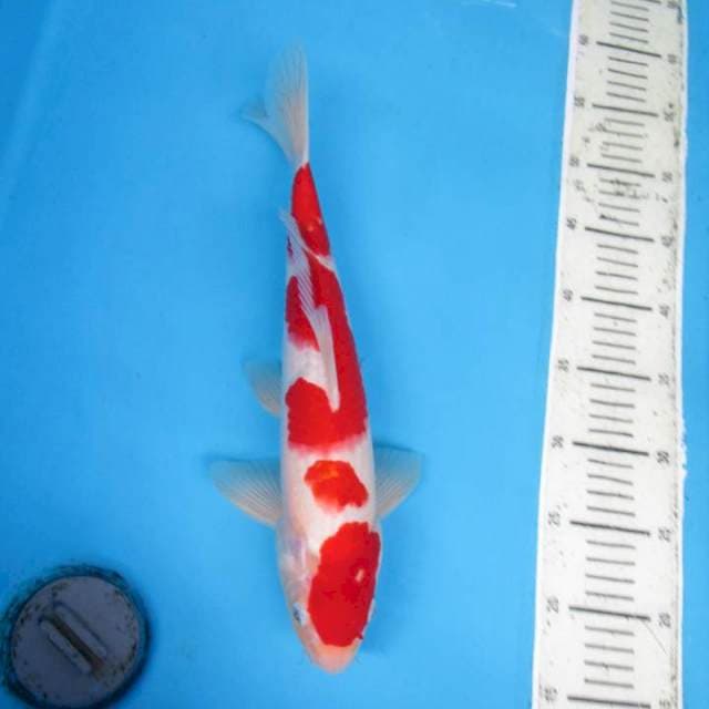Sansoku35cm