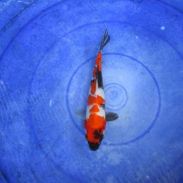Showa kindai ±20cm