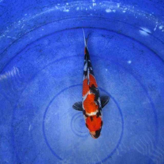 Showa ±24cm