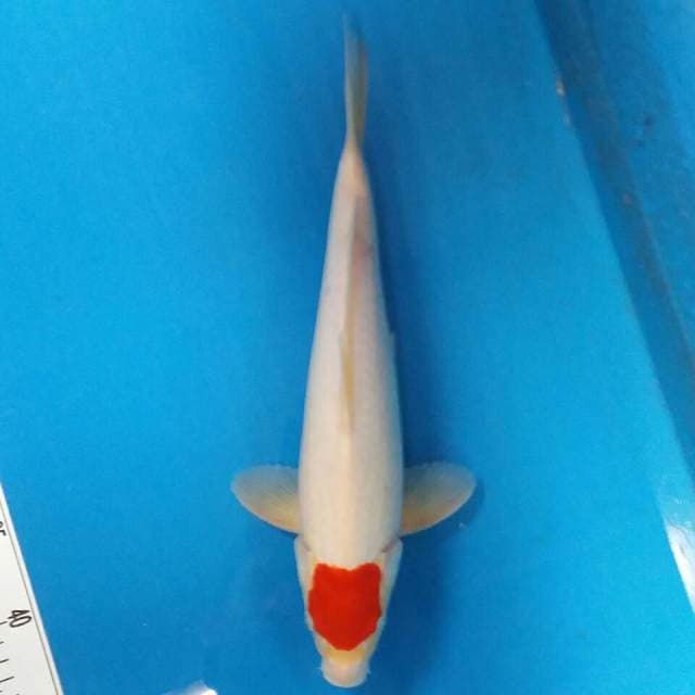 Tanco kohaku oryginal