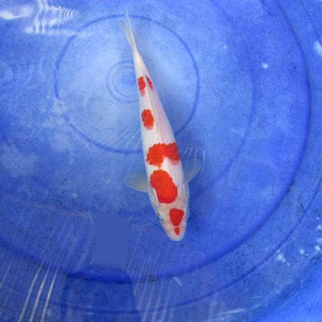 Kohaku jantan merah ±25cm