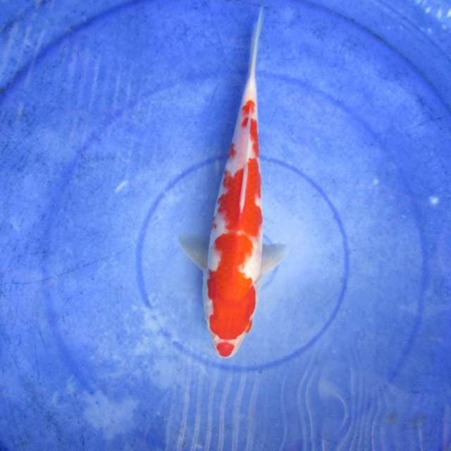 Kohaku jantan ±25cm