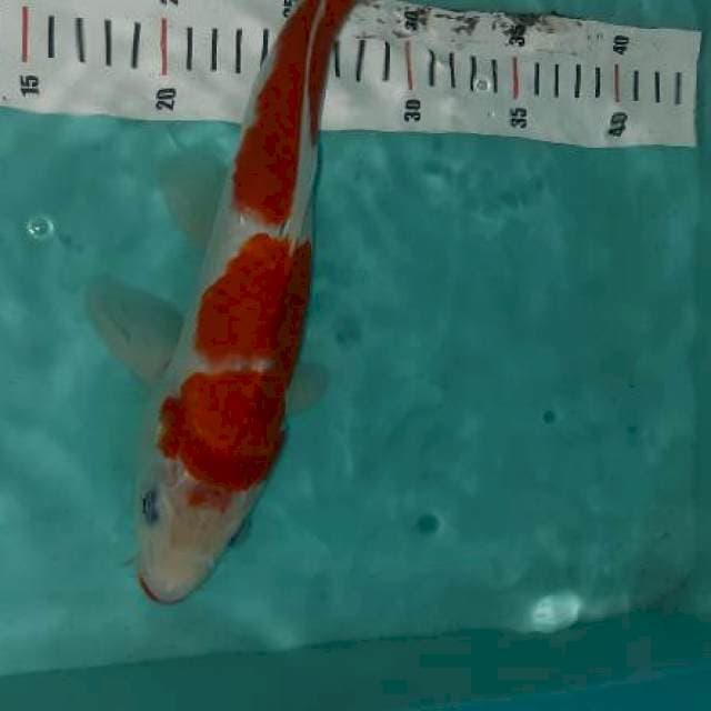 Kohaku kucibeni step 3