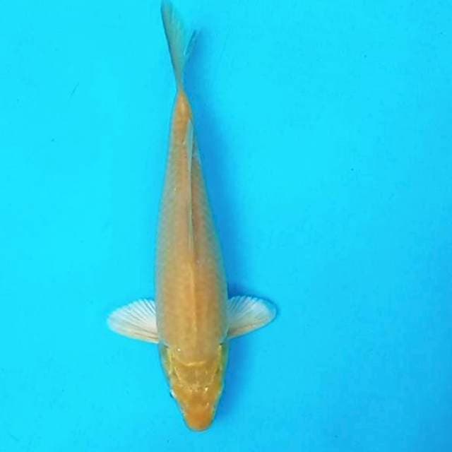 1. Ogon || 28 cm