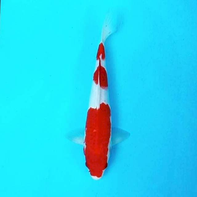 2. Kohaku || 30 cm